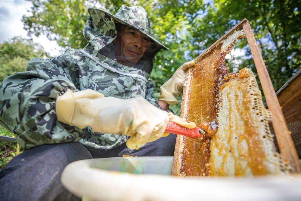 念好“山水经” 唱响“林中戏”——城口乡村特色产业寻访记